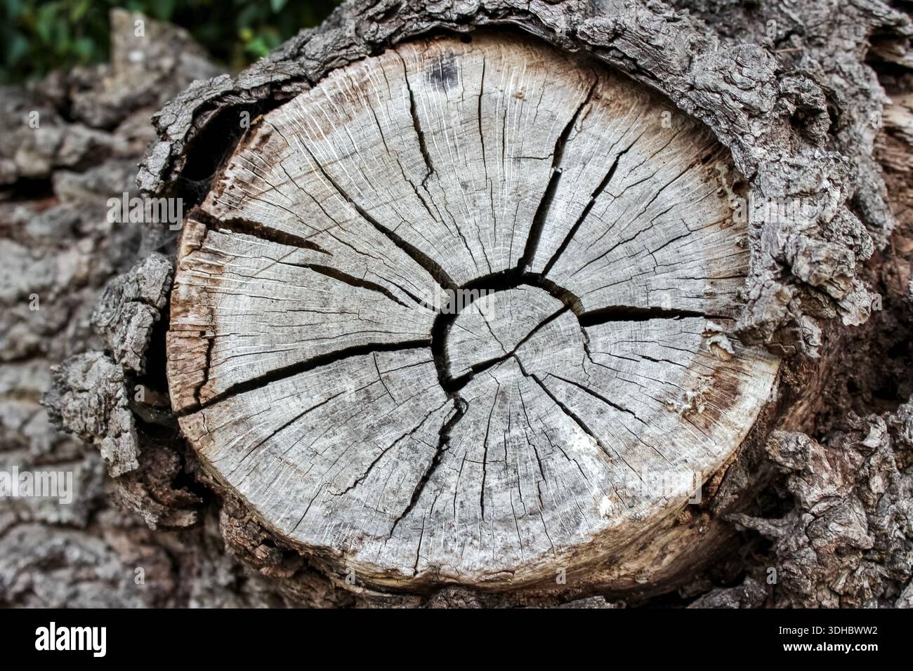 Un primo piano di un ceppo d'albero circolare altamente resistente alle intemperie che mostra importanti anelli di crescita annuali che si irradiano da una cavità centrale. Foto Stock