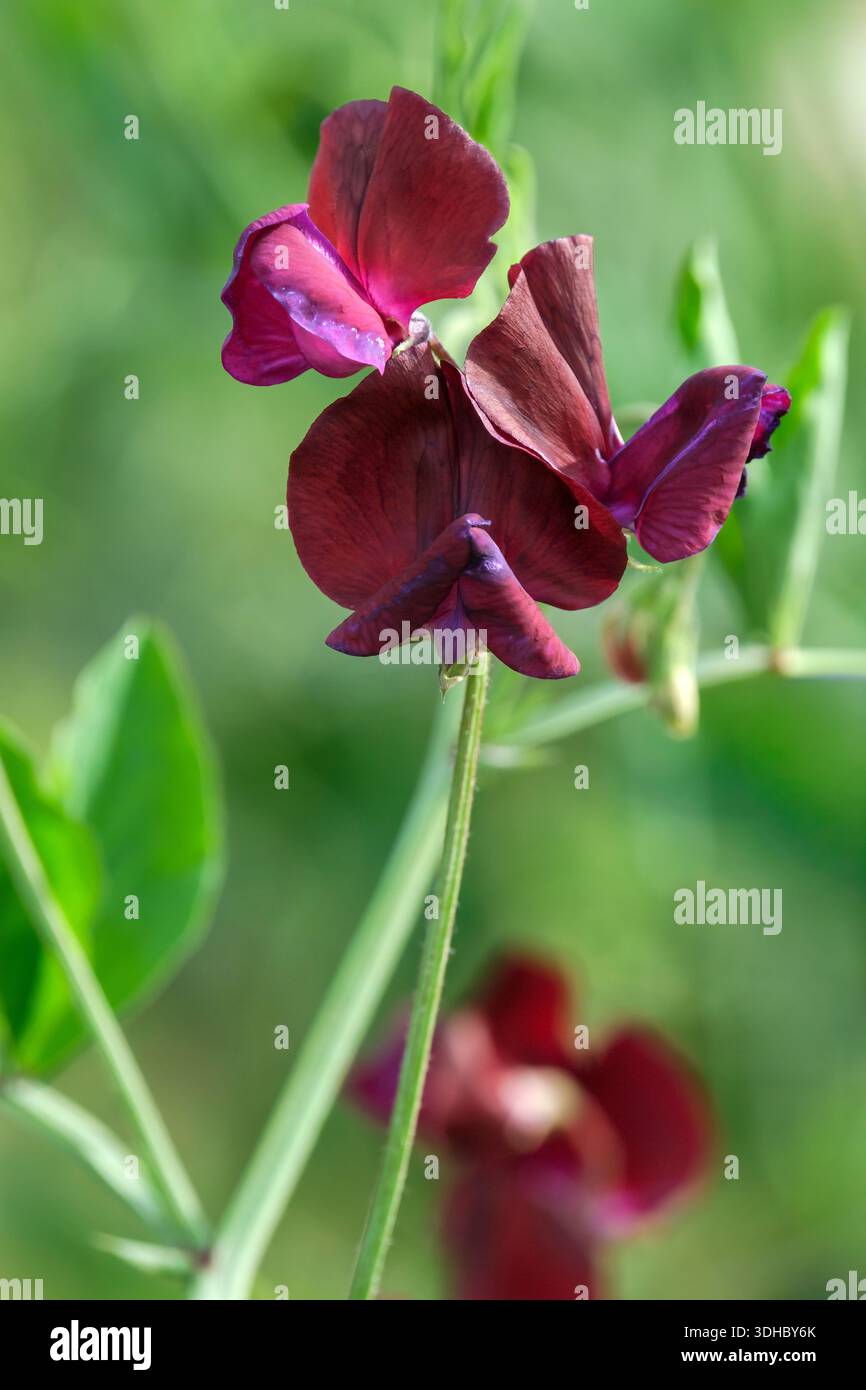 Lathyrus odoratus Jack Ellis, pisello dolce Jack Ellis, bicolore marrone/viola Foto Stock