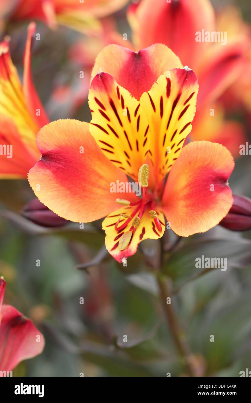 Estate indiana Alstroemeria, vigorosa perenne con fiori d'oro arancione ramato. Chiamato anche Tesronto Foto Stock