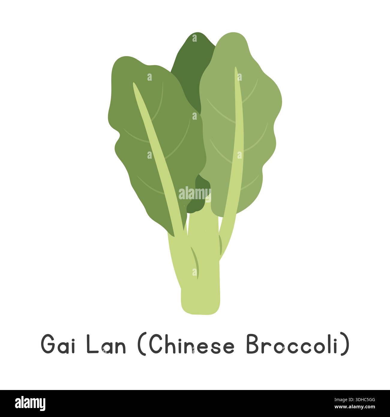 Illustrazione vettoriale a base di broccoli piatti GAI LAN o Chinese Broccoli isolata su sfondo bianco Illustrazione Vettoriale