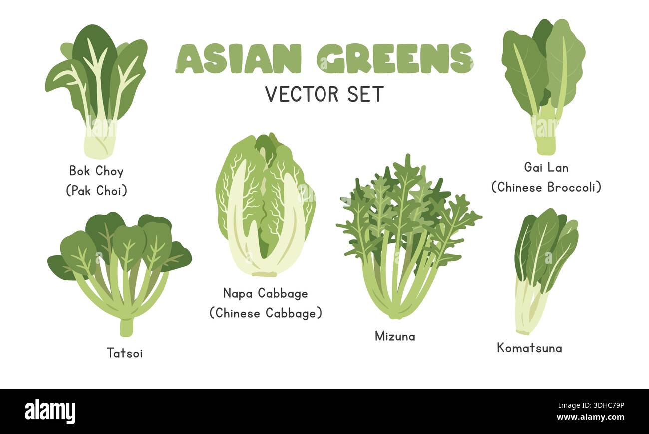 Set di illustrazioni vettore per i Verdi asiatici. Set di cartoni animati Asian Greens in stile piatto. Bok Choy, Napa Cabbage, Tatsoi, Mizuna, GAI LAN, Komatsuna Illustrazione Vettoriale