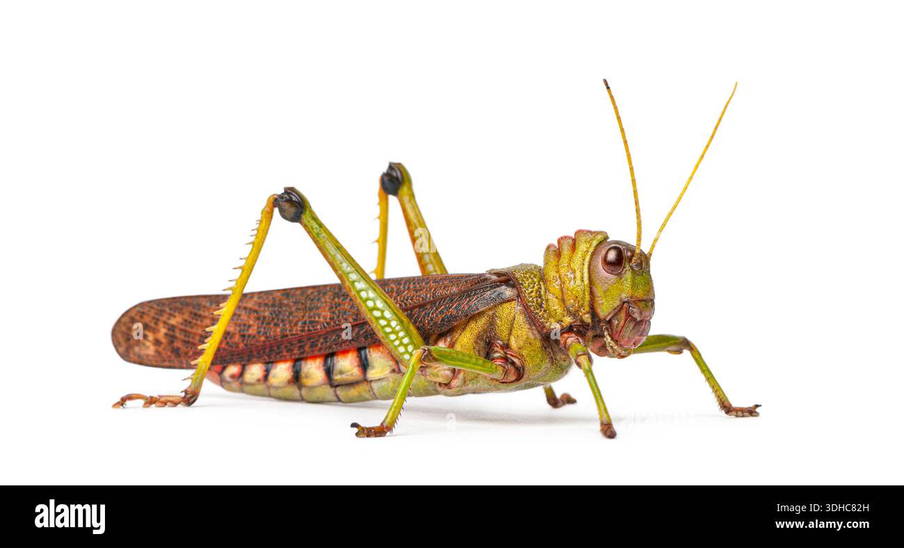 Grasshopper gigante, Tropidacris collaris, un insetto comune, fermo con un corpo verde e marrone vibrante Foto Stock