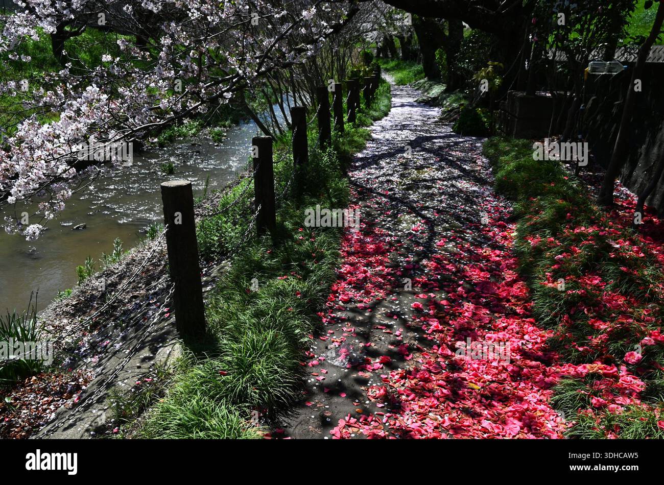 I ciliegi fioriscono. I fiori di ciliegio annunciano l'arrivo della primavera e la loro fugace bellezza affascina il cuore del popolo giapponese. Foto Stock