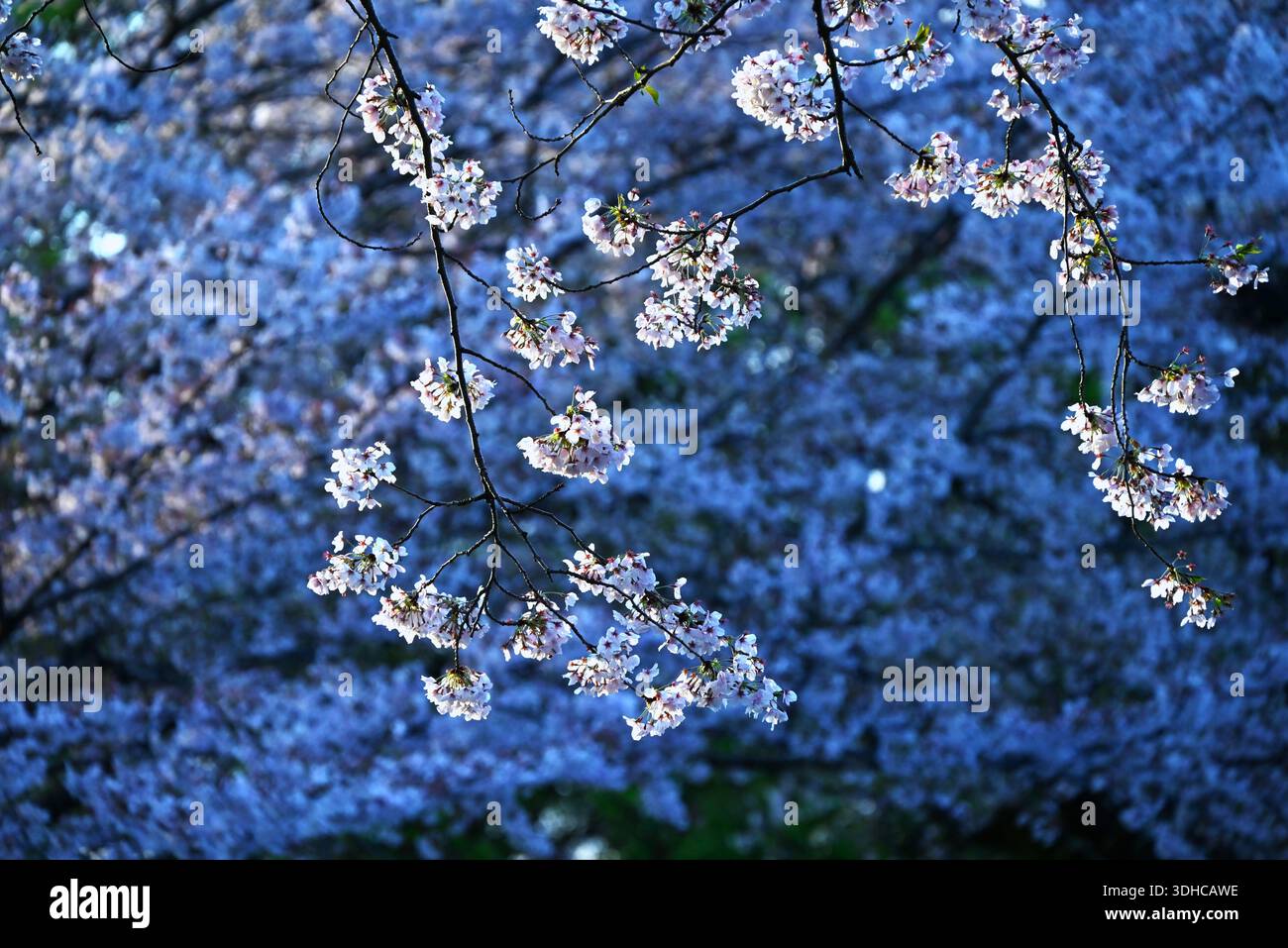 I ciliegi fioriscono. I fiori di ciliegio annunciano l'arrivo della primavera e la loro fugace bellezza affascina il cuore del popolo giapponese. Foto Stock