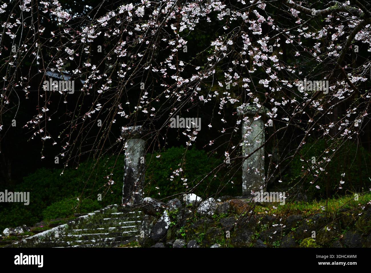 I ciliegi fioriscono. I fiori di ciliegio annunciano l'arrivo della primavera e la loro fugace bellezza affascina il cuore del popolo giapponese. Foto Stock