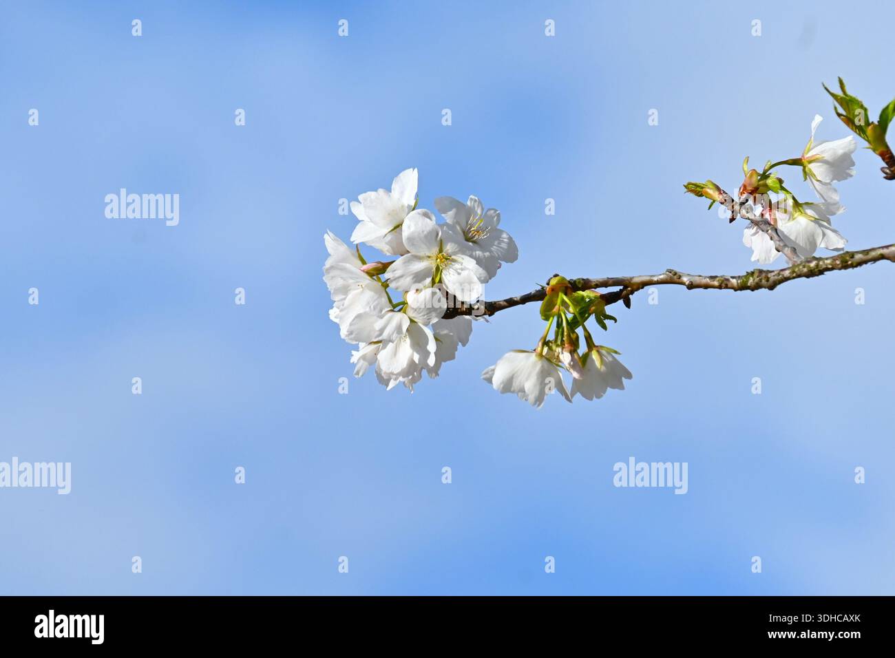 I ciliegi fioriscono. I fiori di ciliegio annunciano l'arrivo della primavera e la loro fugace bellezza affascina il cuore del popolo giapponese. Foto Stock