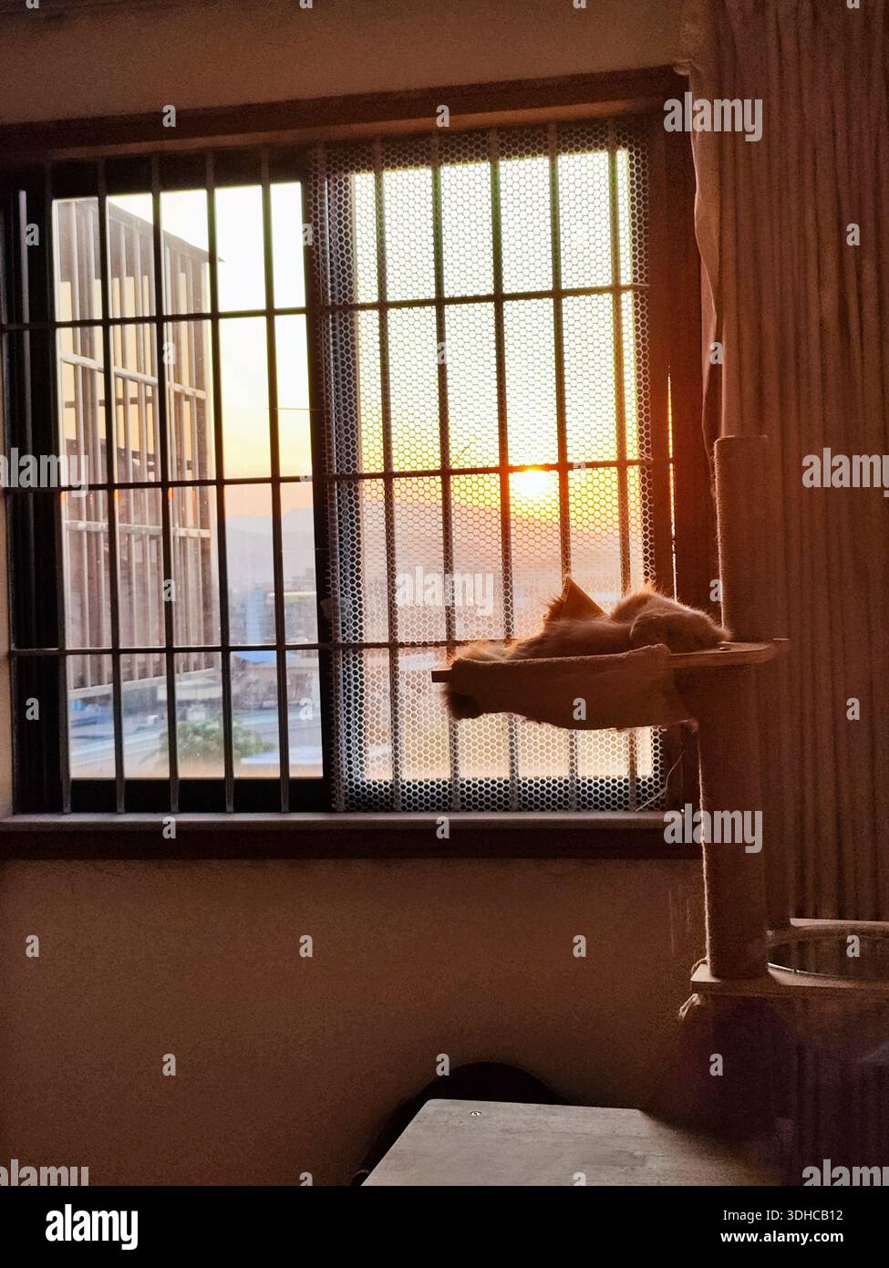 Gatto appoggiato su un davanzale durante il tramonto, sagomato contro la calda luce dorata Foto Stock
