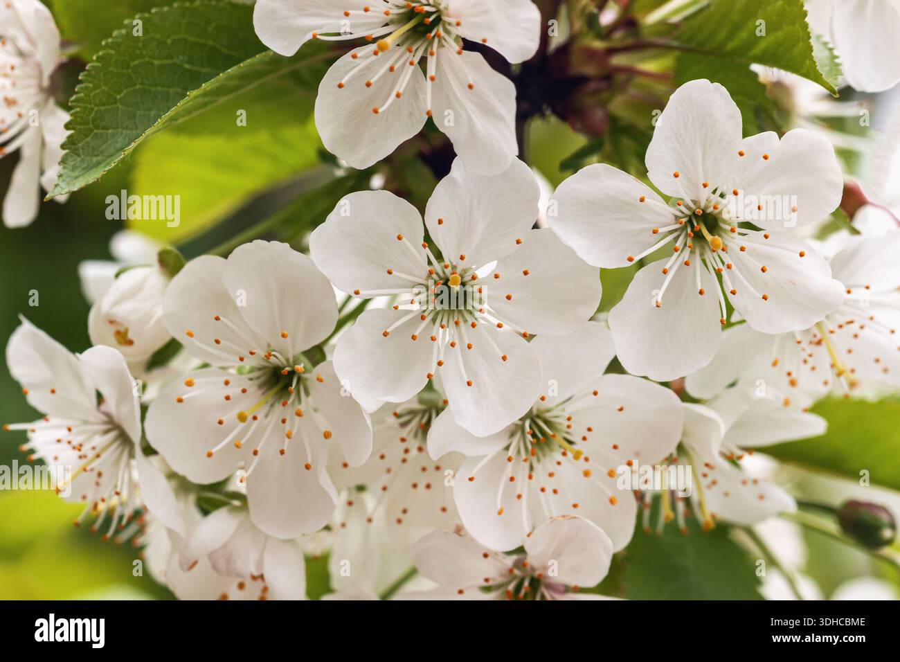 Fiori di ciliegio primaverile. Delicati fiori di ciliegio bianco in piena fioritura sul ramo primaverile. Concetto di rinnovamento, bellezza e fugaci momenti della natura Foto Stock