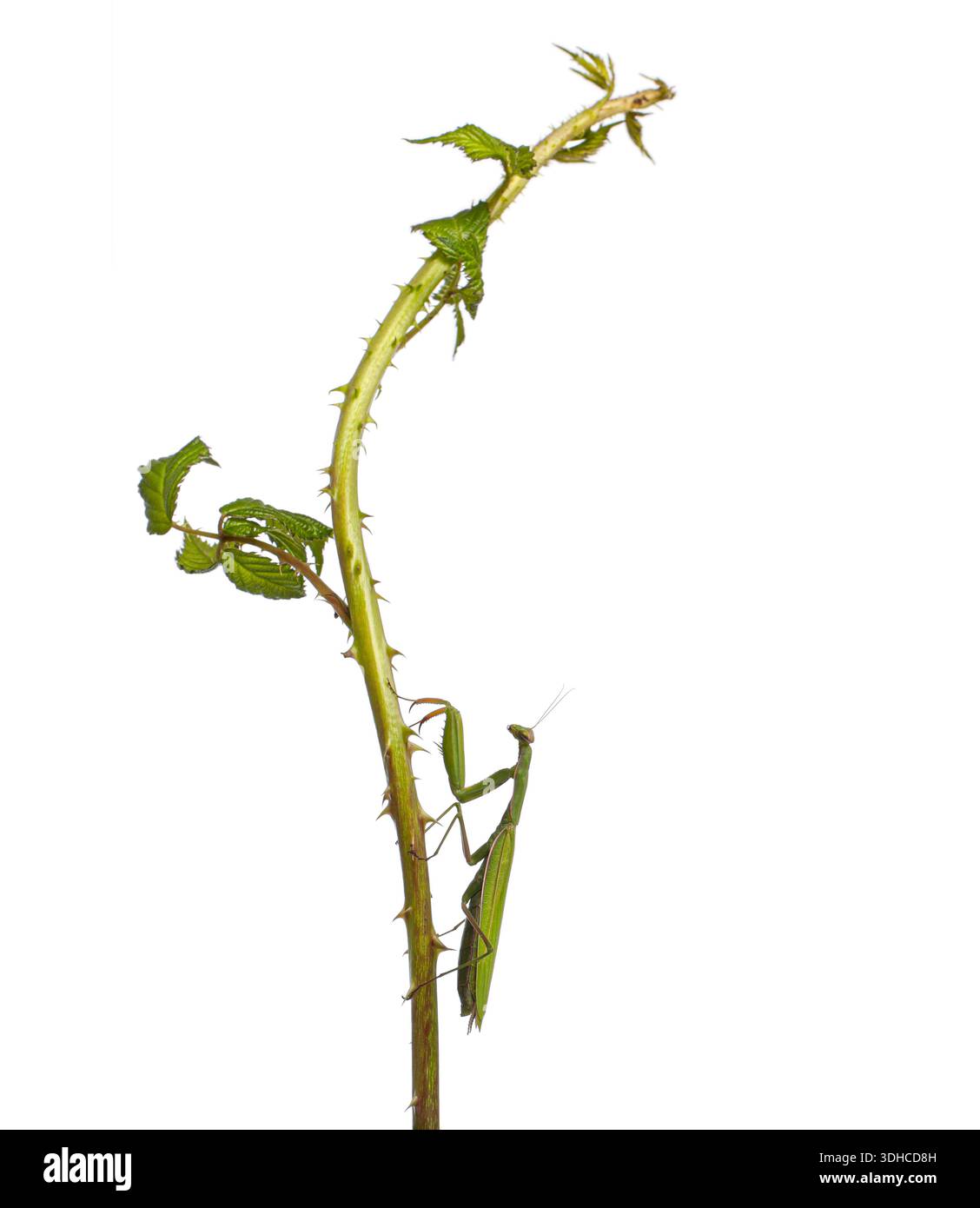 mantide europee femminili che si arrampicano su un tronco spinoso di mora su sfondo bianco Foto Stock