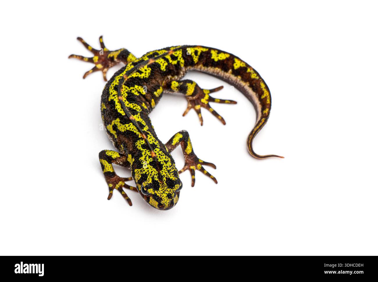 Ripresa in studio di un novello marmorizzato, triturus marmoratus, che mostra i suoi distintivi segni gialli e neri su uno sfondo bianco pulito Foto Stock