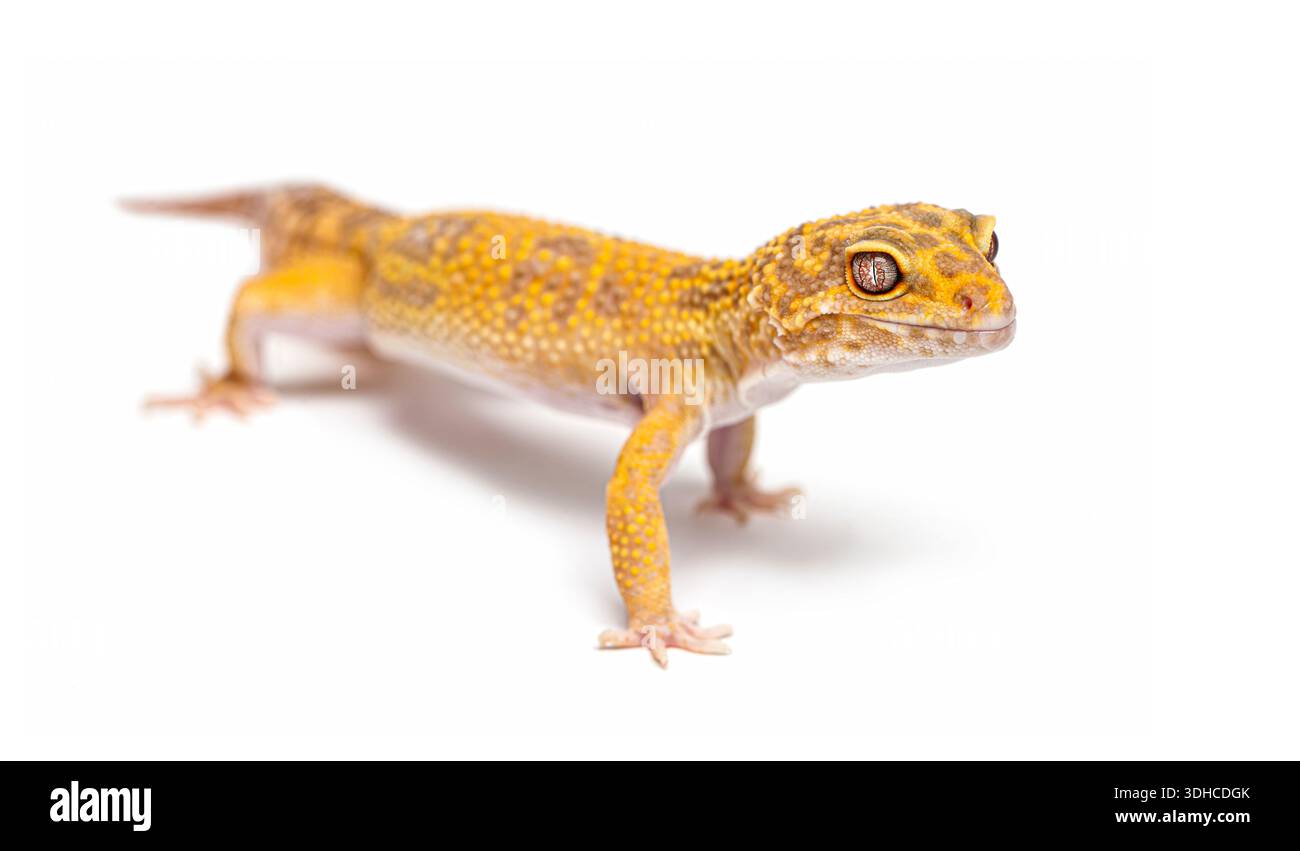 Geco leopardato che cammina su uno sfondo bianco Foto Stock