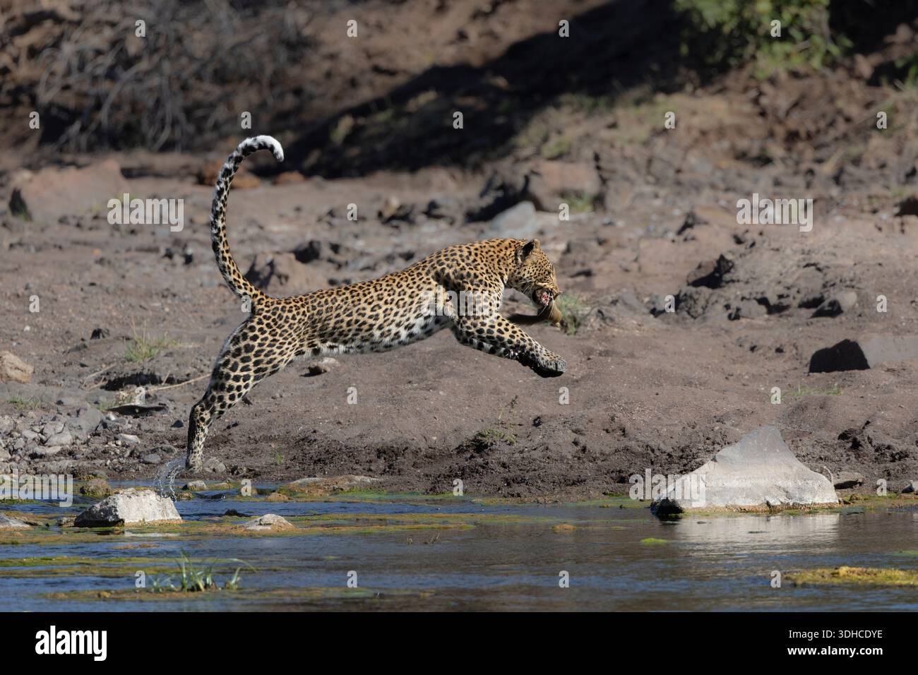 Leopardo (Panthera pardus) che attraversa il fiume trasportando scoiattolo di alberi, riserva di caccia Mashatu, Botswana Foto Stock