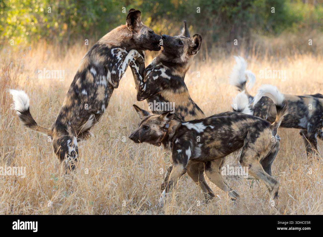 Cani selvatici africani (Lycain pictus) in gioco, riserva di caccia MalaMala, Sabi Sand, Sud Africa Foto Stock