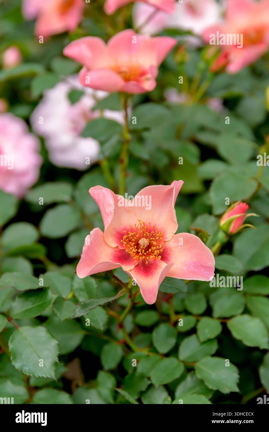 Persica-Rose (Rosa SOLO PER I TUOI OCCHI) Foto Stock
