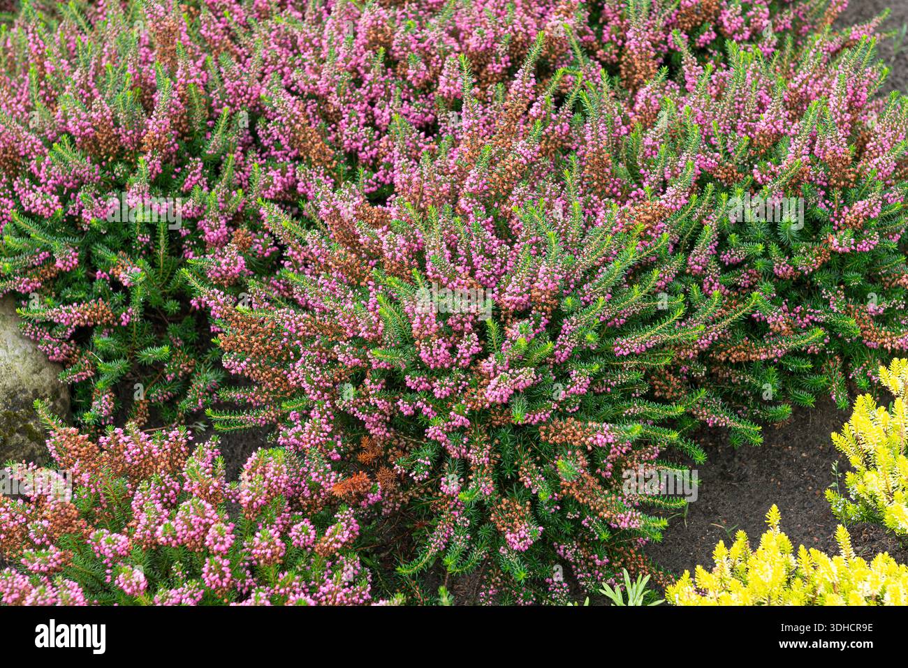 Cornwall-Heide (Erica vagans 'Mrs D.F. Maxwell') Foto Stock