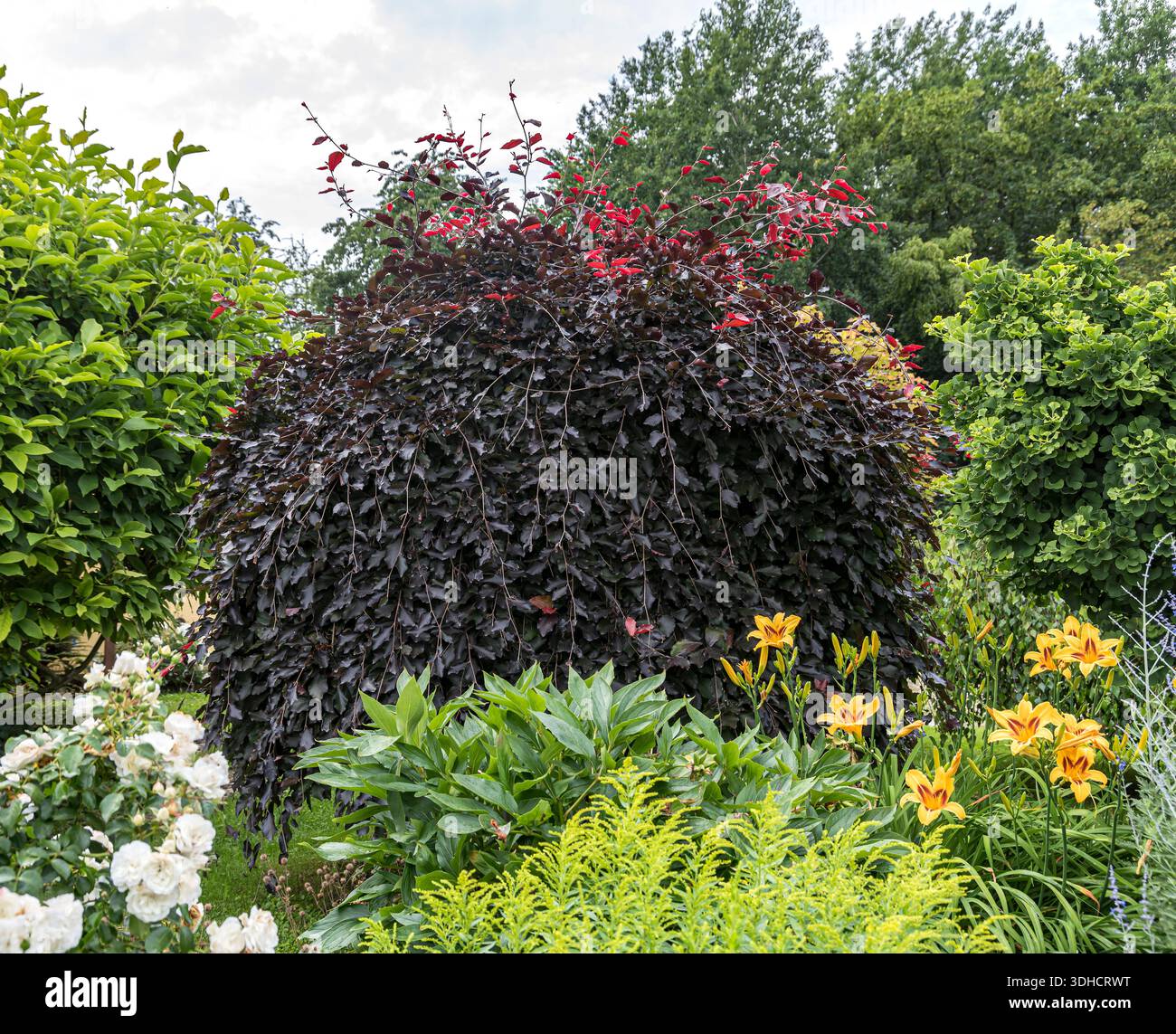 Hänge-Blut-Buche (Fagus sylvatica 'Purpurea pendula") Foto Stock