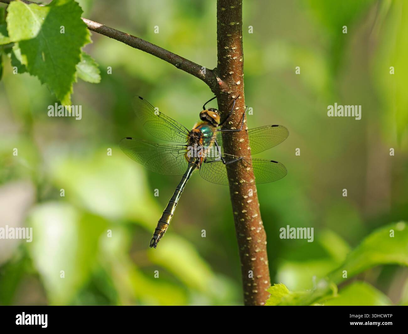 Downy Emerald Dragonfly (Cordulia aenea) adulto arroccato su un piccolo ramo di albero, Gloucestershire, Inghilterra, maggio Foto Stock