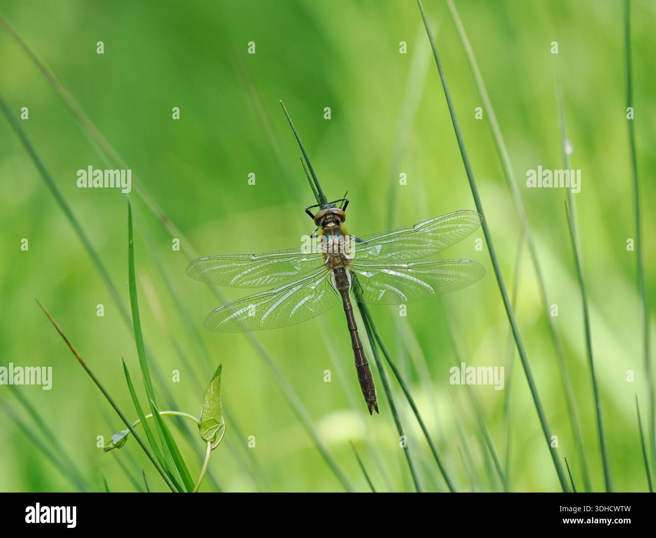 Downy Emerald Dragonfly (Cordulia aenea) appena emerso teneral adulto aggrappato alla lama d'erba, Gloucestershire, Inghilterra, maggio Foto Stock