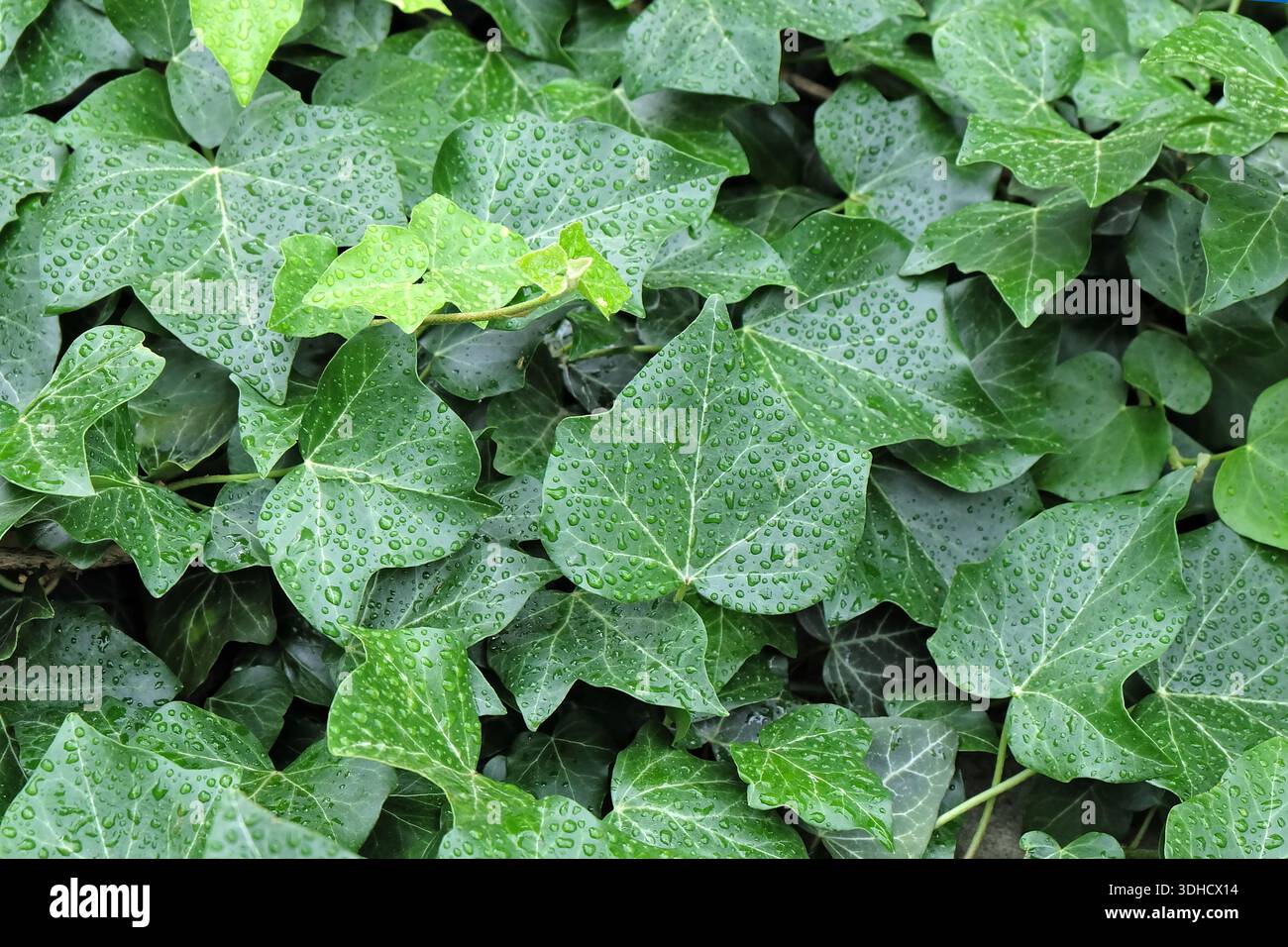 Irischer Efeu (Hedera hibernica) Foto Stock