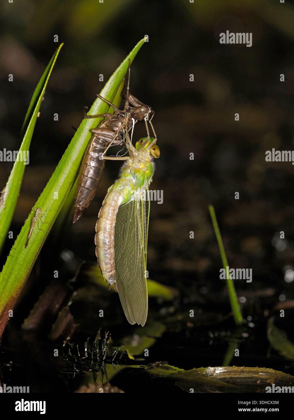 L'imperatore Dragonfly (Anax imperator) appena emerse ali adulte in espansione, aggrappate al caso larva, Herefordshire, Inghilterra, giugno Foto Stock