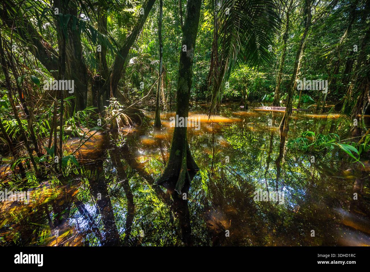 Costa Rica, Provincia di Puntarenas, Penisola di osa, Parco Nazionale del Corcovado, San Pedrillo, foresta tropicale di acqua salmastra Foto Stock