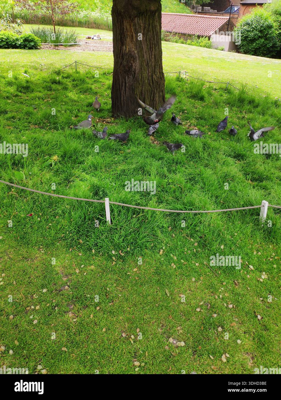 Piccioni che si riuniscono sotto un albero su un prato erboso, circondati da una barriera di corda Foto Stock