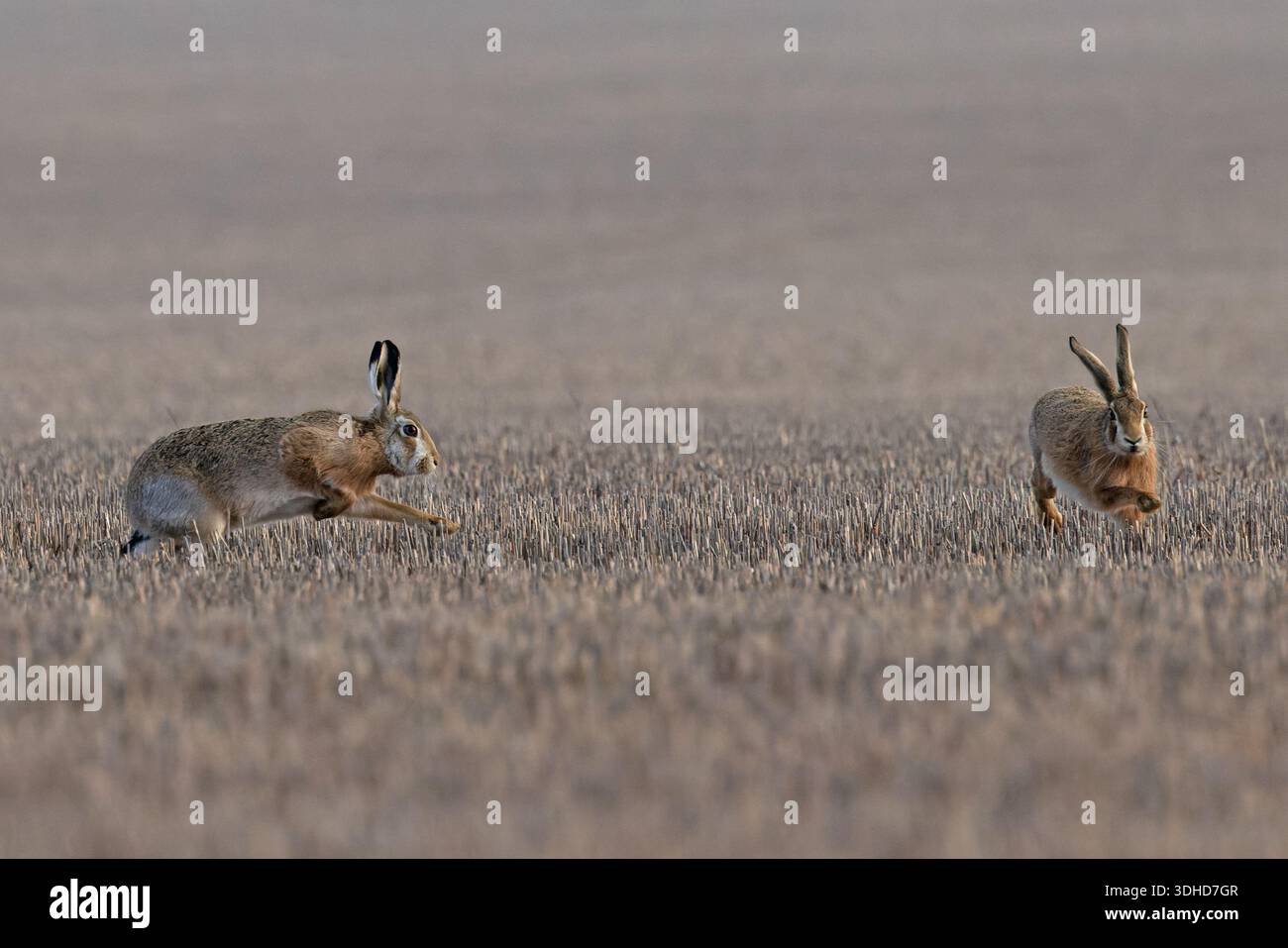 Brown Hare (Lepus europaeus) Norfolk gennaio 2026 Foto Stock