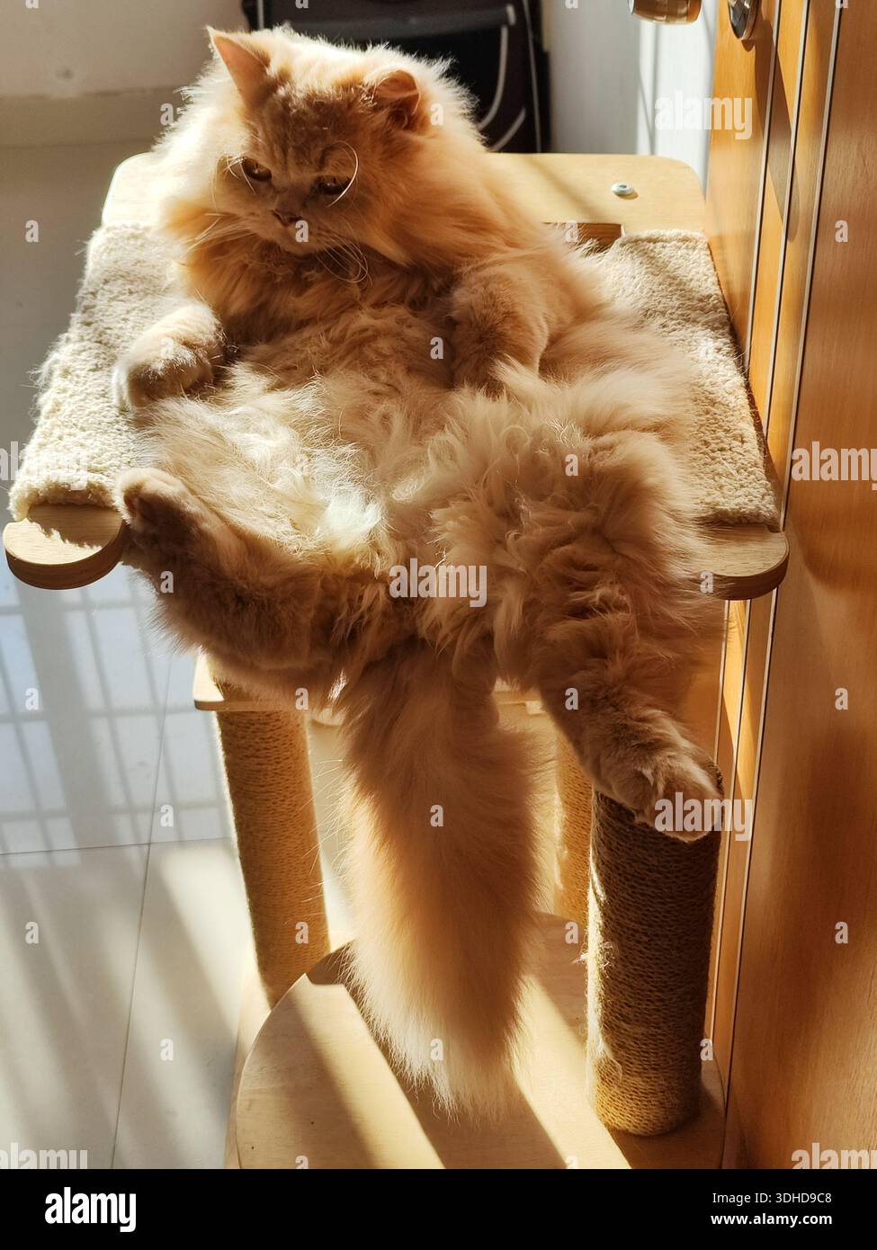 Soffice gatto persiano che sdraia su un albero di gatto in una stanza illuminata dal sole Foto Stock