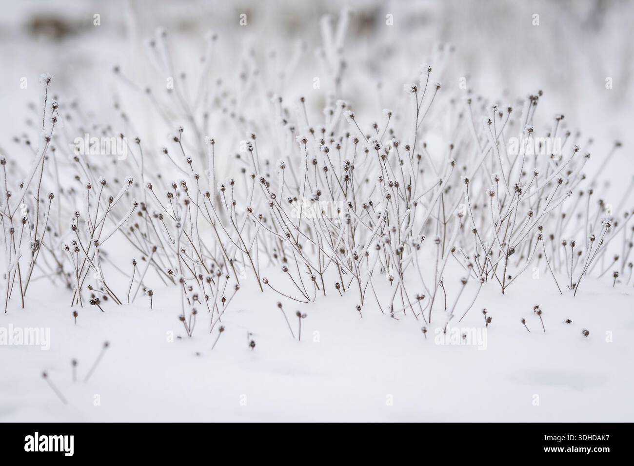 Fiori secchi ricoperti di gelo che emergono dalla neve fresca in un tranquillo paesaggio invernale. Sfondo naturale invernale minimalista con piante smerigliate. Foto Stock