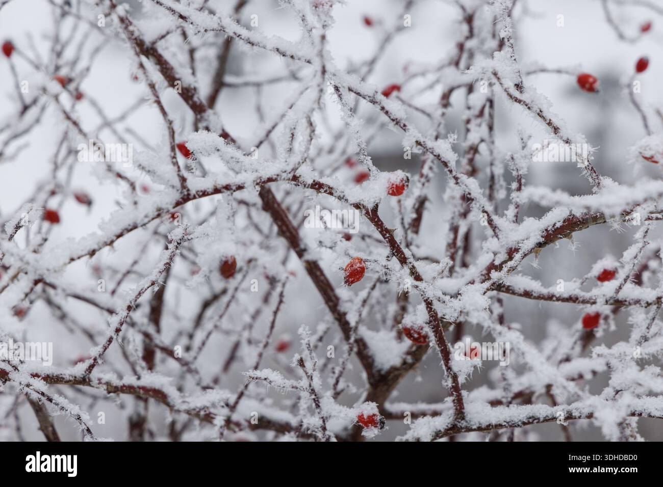 Bacche congelate sotto uno strato di gelo, neve in inverno freddo Foto Stock