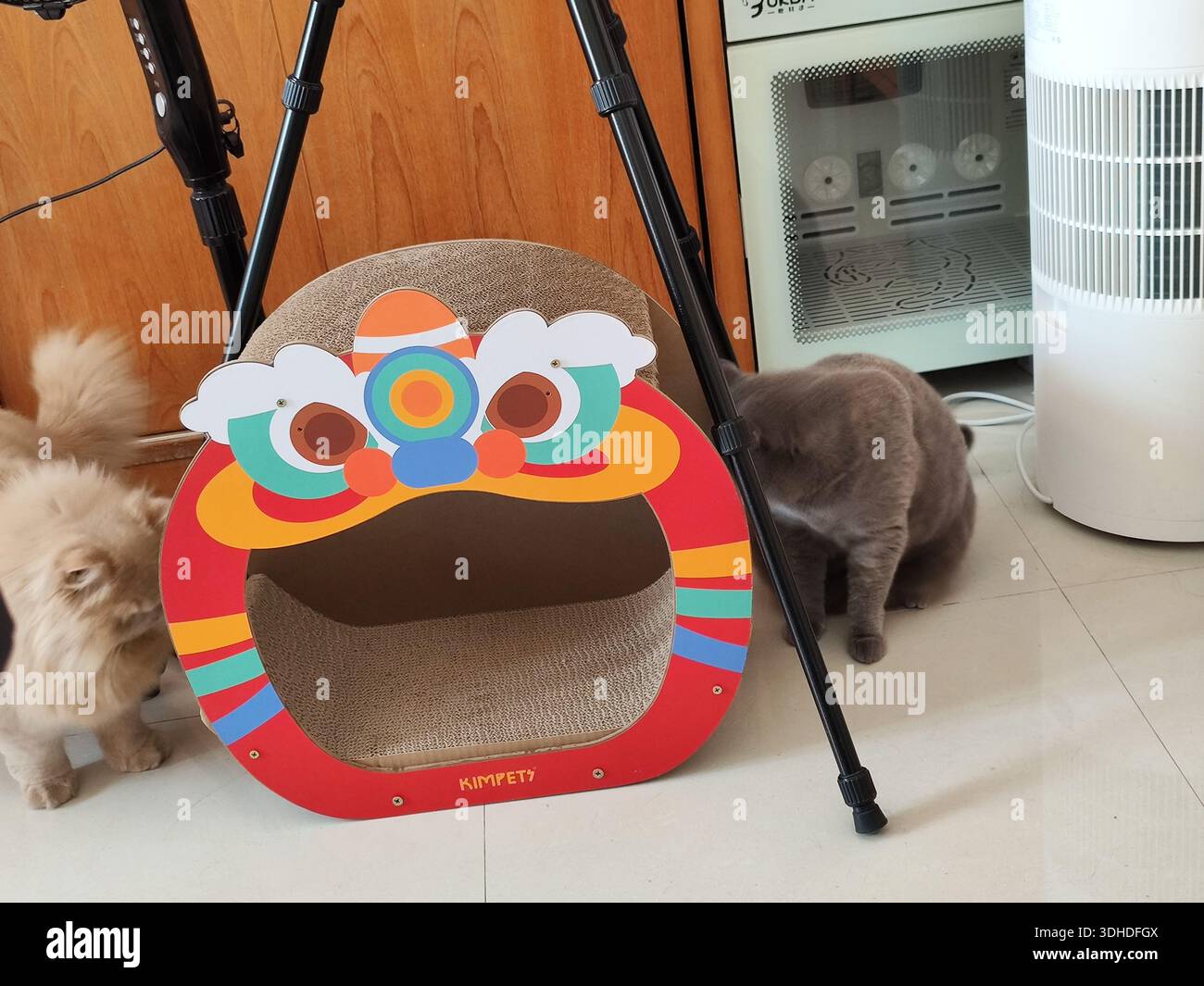 Due gatti che giocano vicino a un colorato scricchiatore di gatti in un ambiente domestico Foto Stock