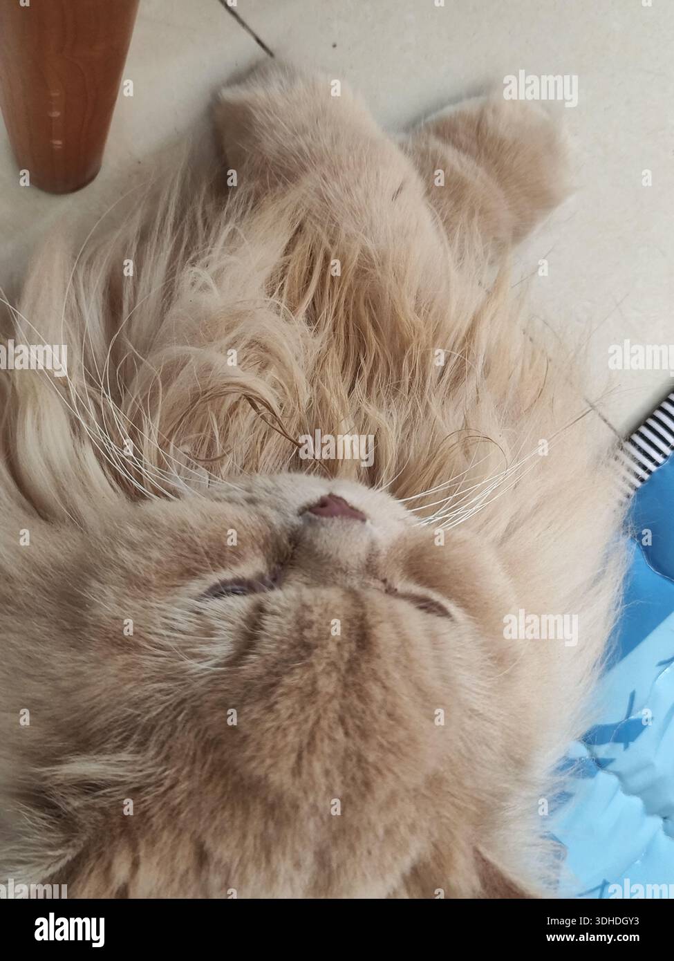 Soffice gatto zenzero disteso sulla schiena con gli occhi chiusi, che sembra rilassato e accogliente Foto Stock