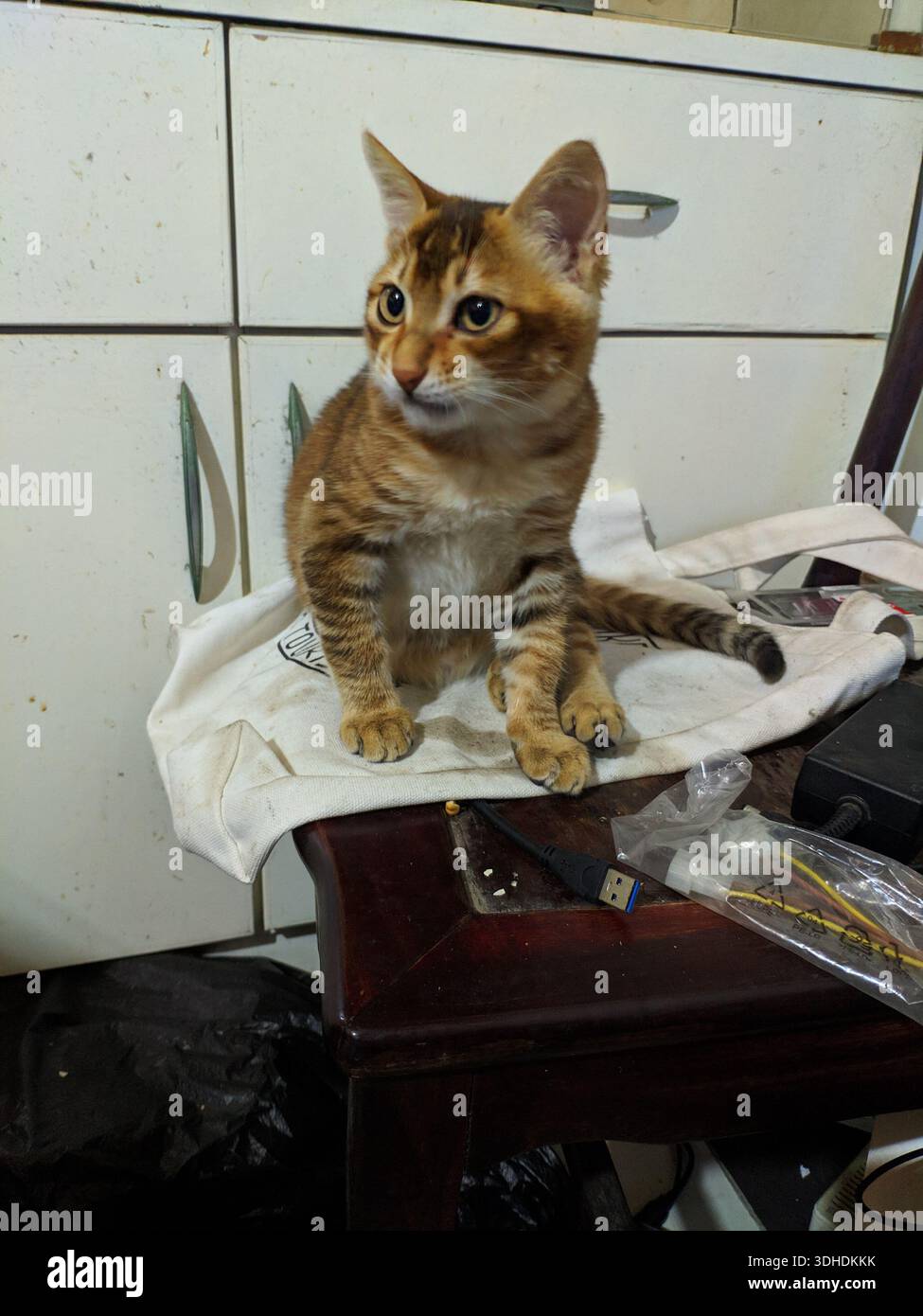 Adorabile gattino del Bengala seduto su un tavolo in cucina Foto Stock