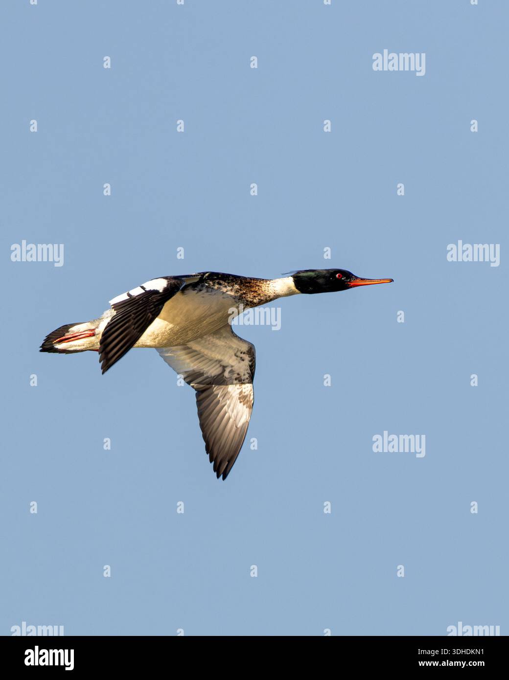 Immersioni con merganser dal petto rosso nelle acque costiere al largo di Bull Island. Mangia principalmente piccoli pesci, crostacei e insetti. Foto scattata al North Bull ISL Foto Stock