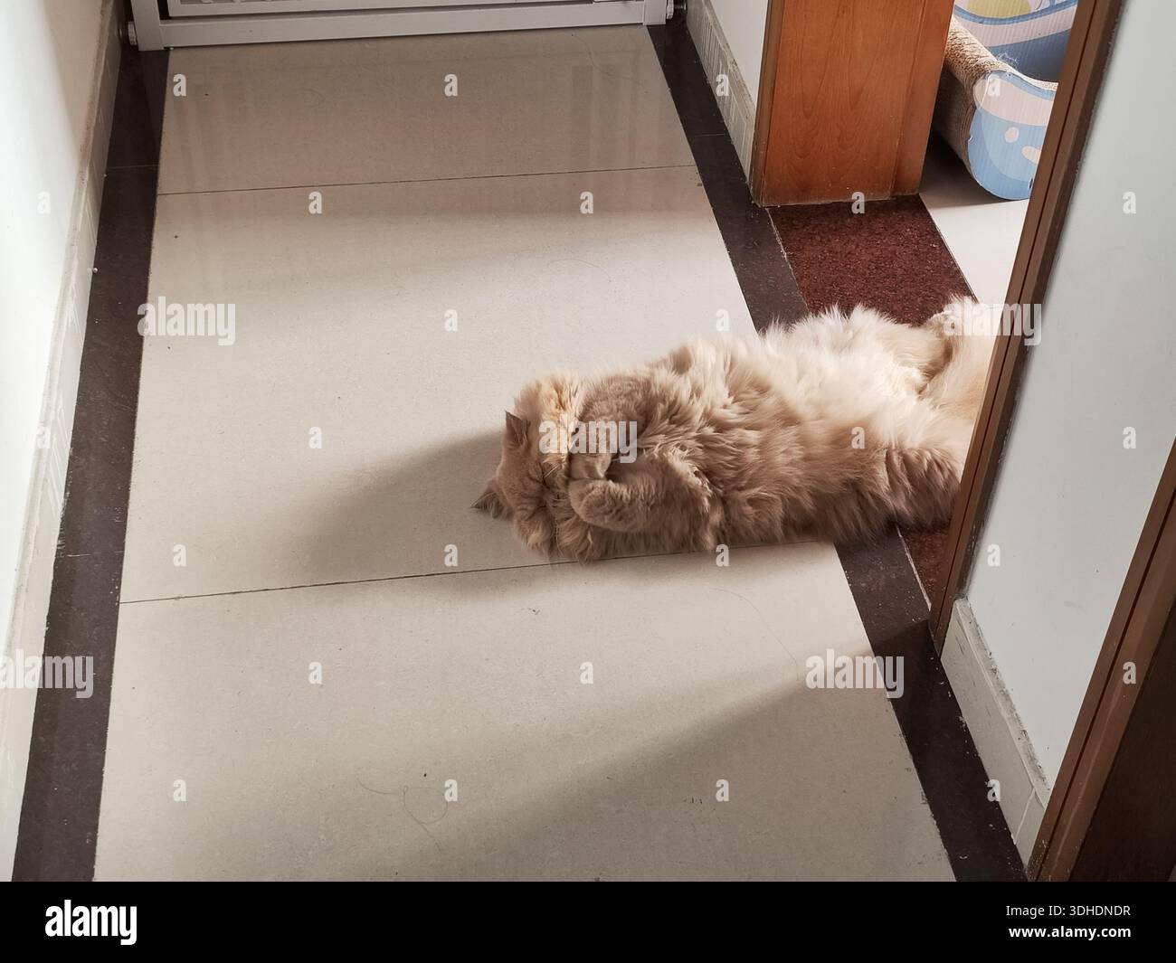 Soffice gatto che sdraia sul pavimento piastrellato in un accogliente corridoio di casa Foto Stock