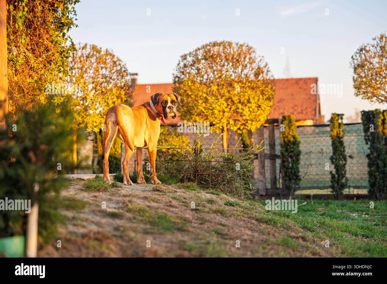 Un grande cane pugile si erge su una piccola collina in un giardino illuminato dal sole durante l'autunno. Il caldo bagliore del tramonto mette in risalto i colori autunnali, un ambiente rurale accogliente e un Foto Stock