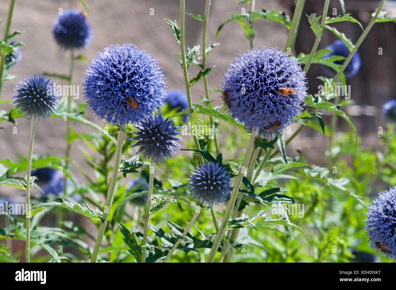 Globe Thistles Blue, Echinops ritro Foto Stock
