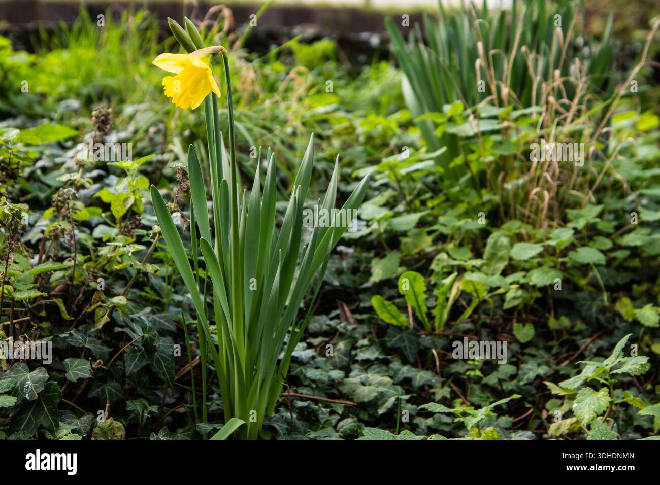 Un singolo narciso giallo che cresce in luce naturale, simboleggia la primavera, la speranza, il rinnovamento e i nuovi inizi. Foto Stock