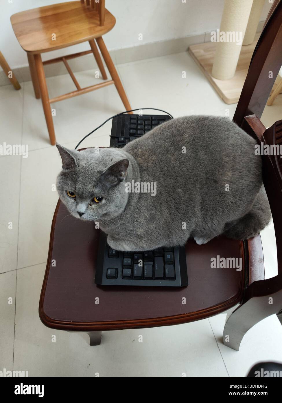 Gatto grigio seduto sulla tastiera mentre è appollaiato sulla sedia Foto Stock