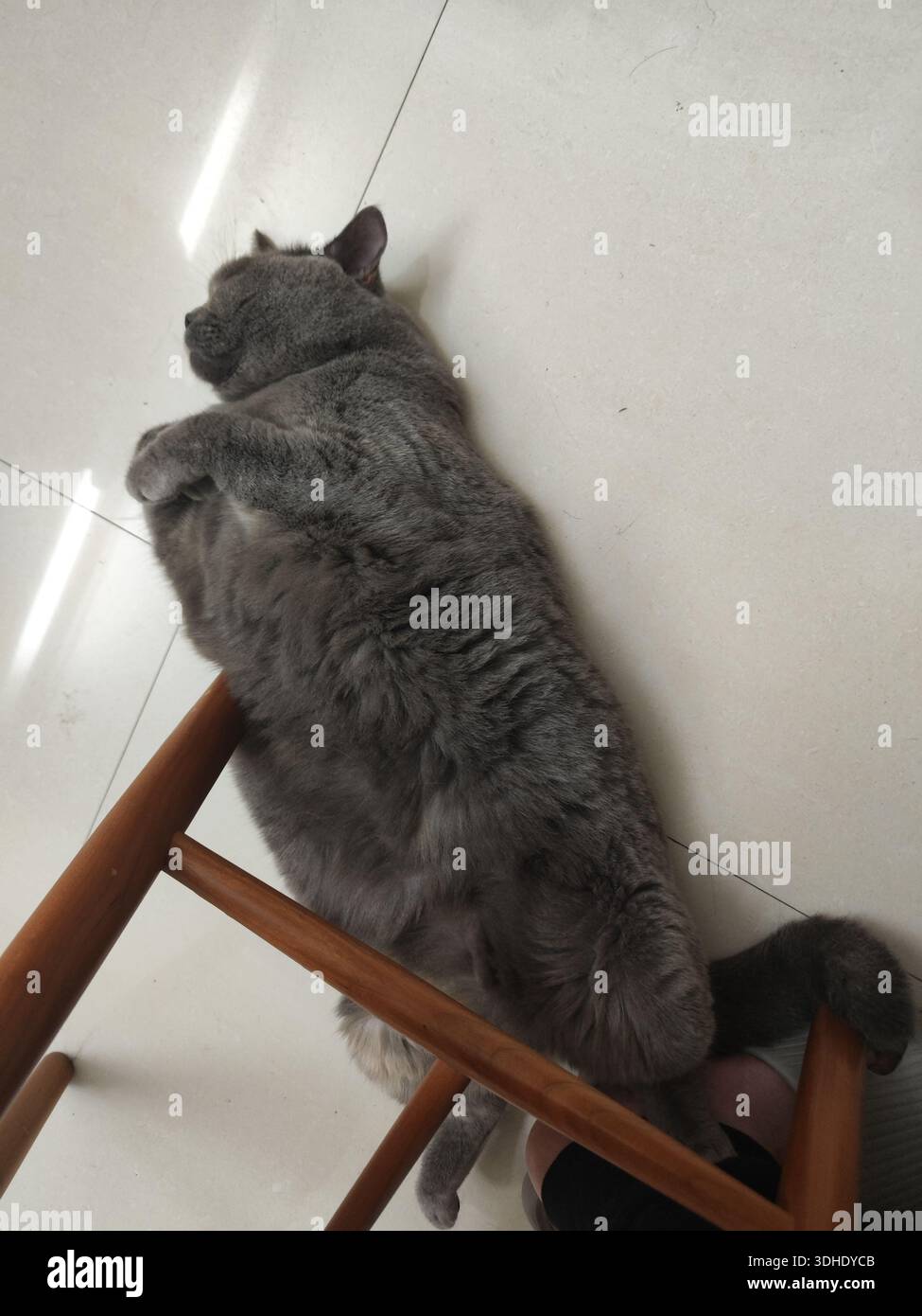 Gatto grigio appoggiato pigramente sulle gambe in legno della sedia Foto Stock