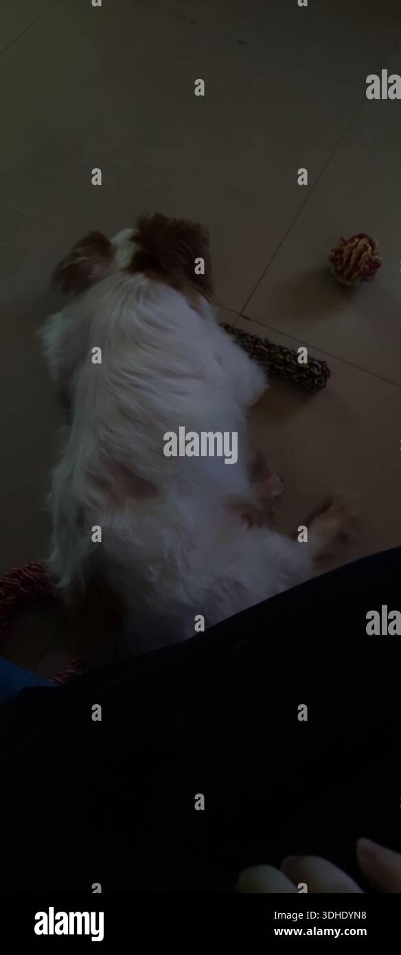 Un cane soffice che riposa sul pavimento con giocattoli nelle vicinanze Foto Stock