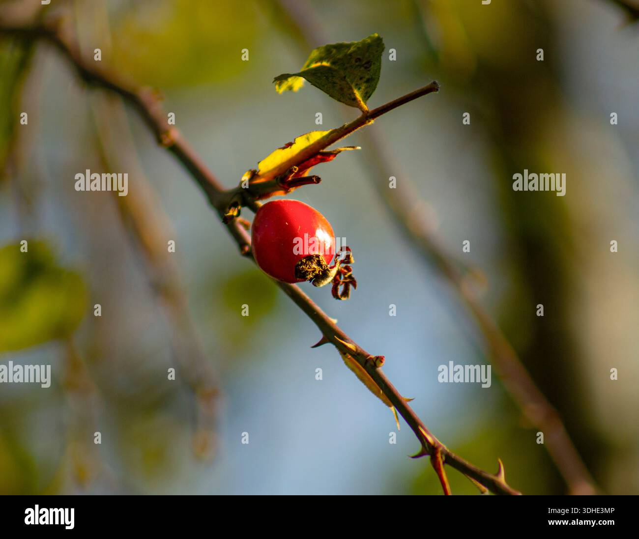 Rosa rossa sul ramo spinoso con luce naturale Foto Stock