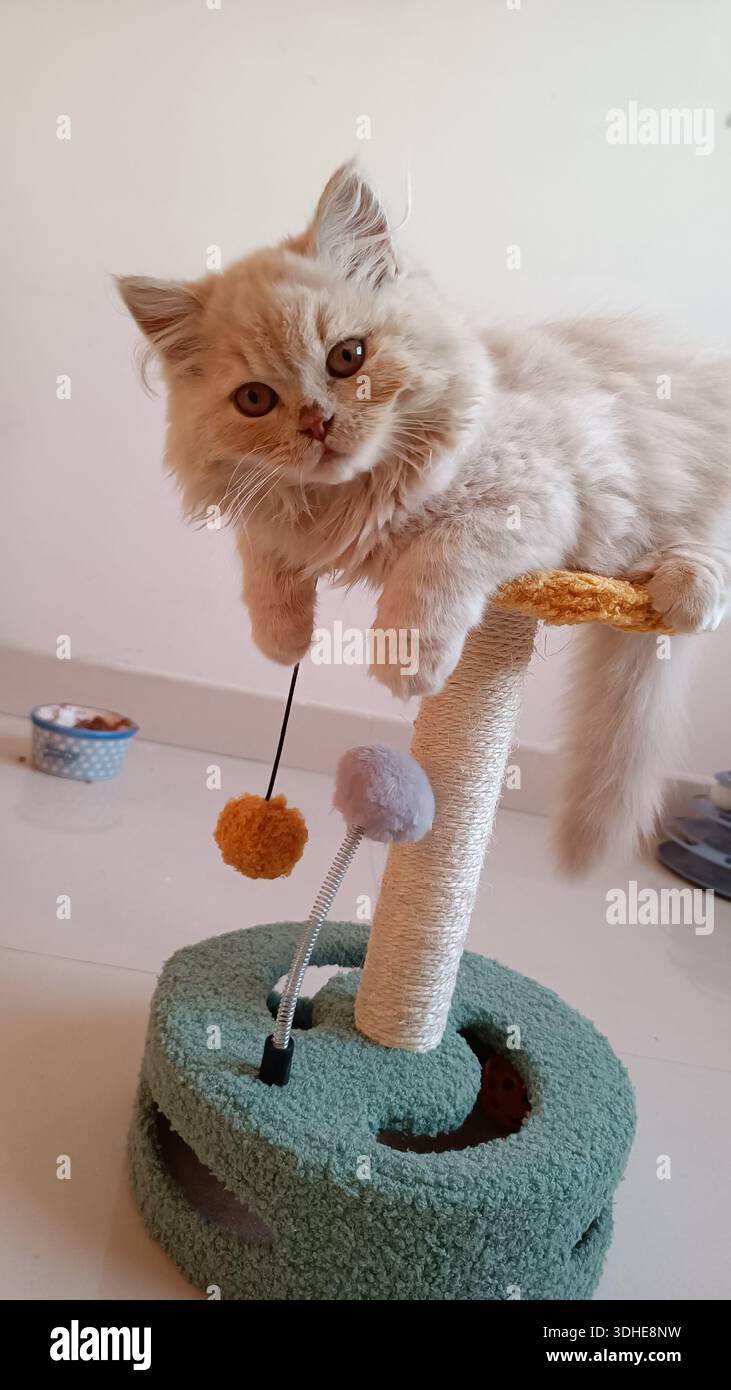 Soffice gatto persiano che si rilassa su un albero di gatto con giocattoli Foto Stock