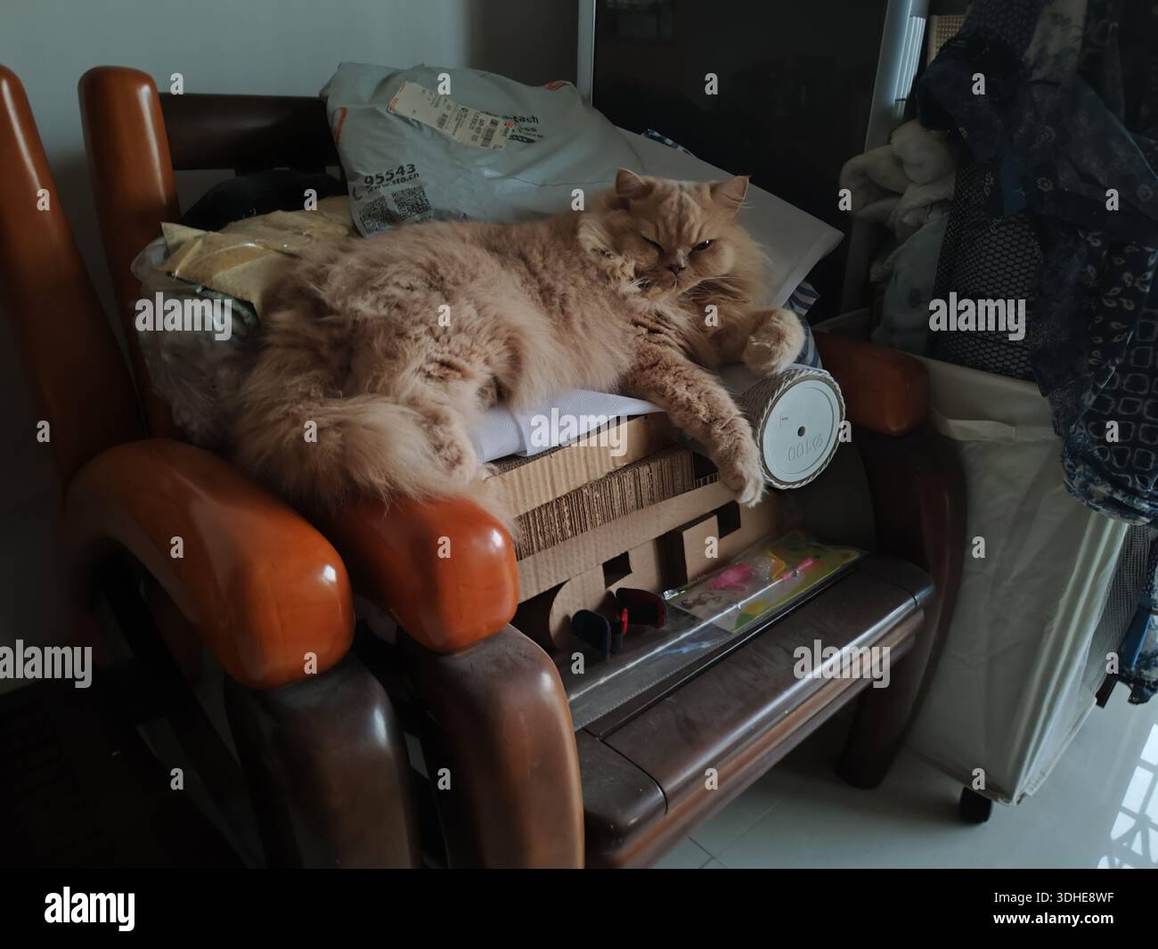 Soffice gatto arancione che sdraia comodamente su una poltrona di legno con disordine intorno Foto Stock