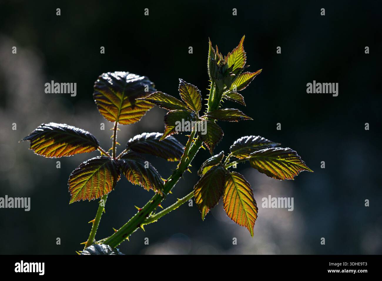 Bramble Rubus fruiticosus retroilluminato, che cresce su un mucchio di terreno vecchio accanto al Ringwood Leisure Centre, Ringwood, Hampshire, Inghilterra, Regno Unito, giugno 2018 Foto Stock