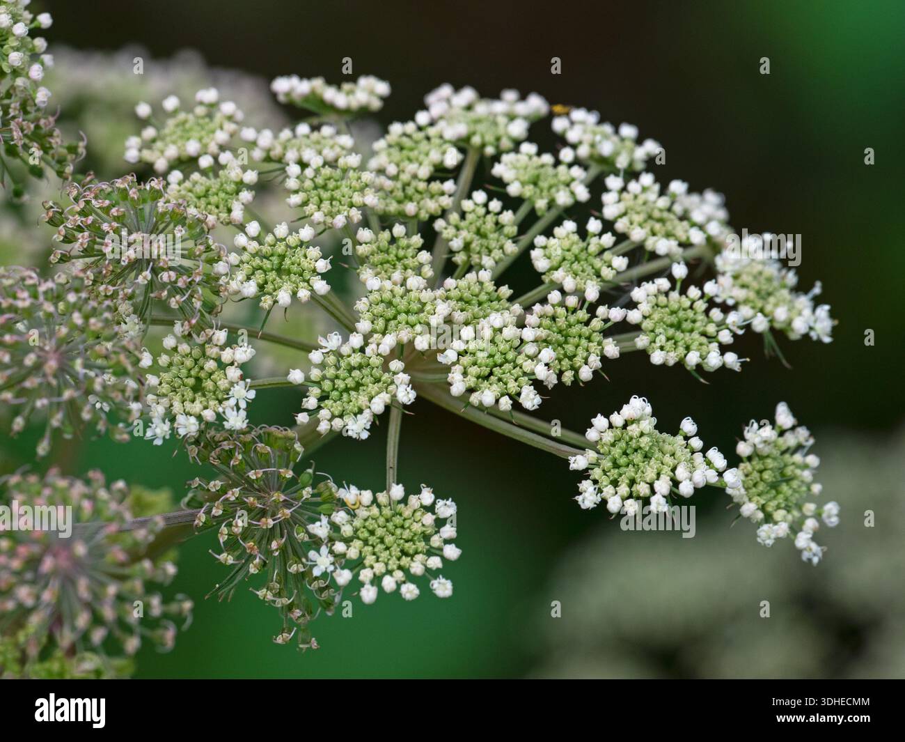 Wild angelica Angelica sylvestris flower head, West Sedgemoor RSPB Reserve, Somerset Levels and Moors, Somerset, Inghilterra, UK, settembre 2019 Foto Stock