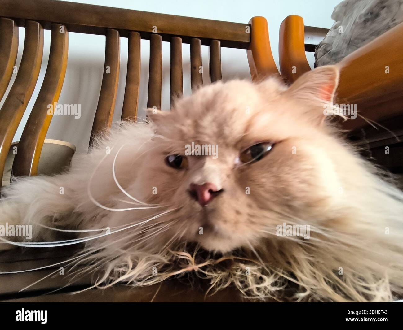 Soffice gatto persiano adagiato su sedia di legno, Ritratto ravvicinato Foto Stock