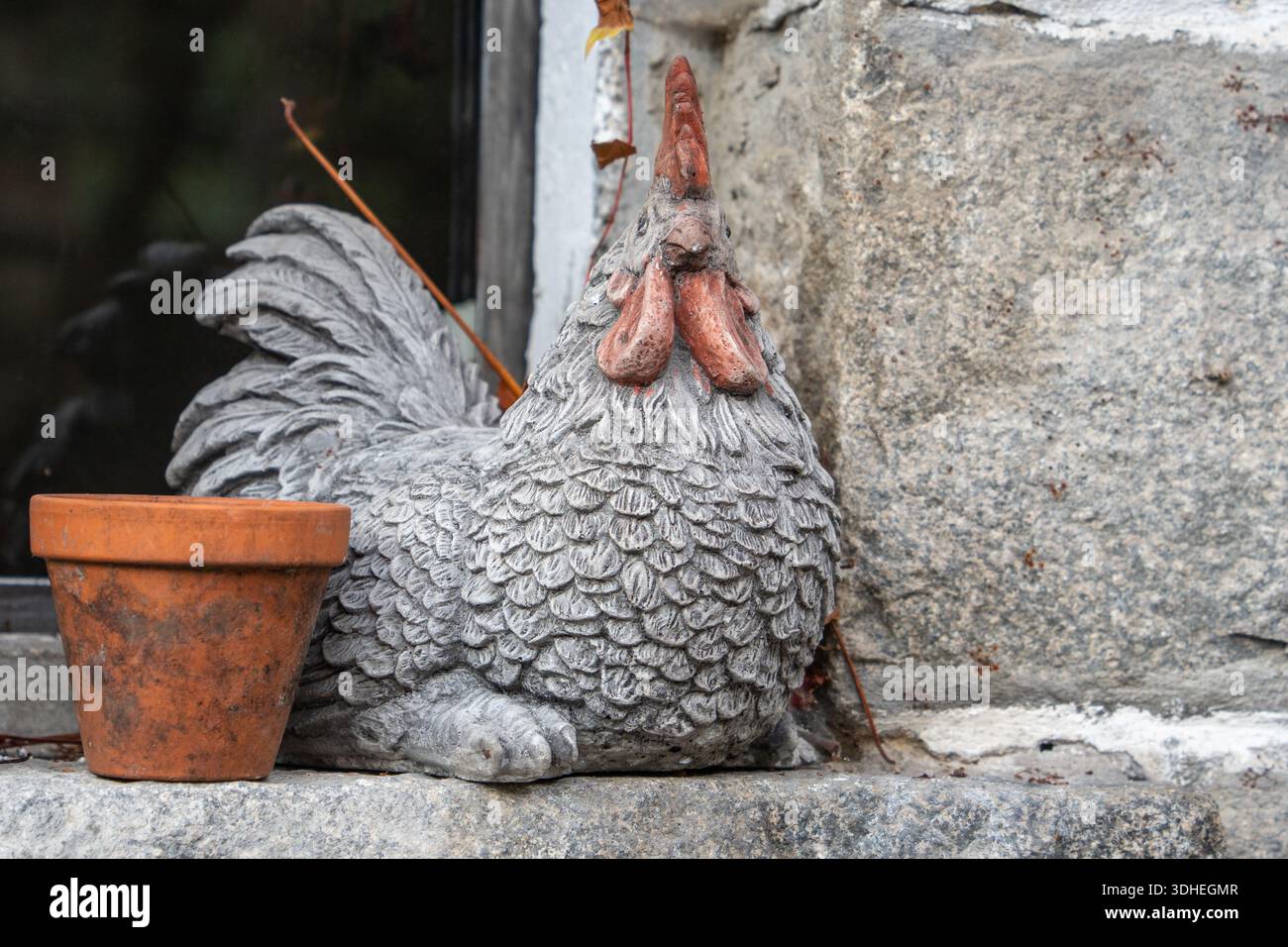 Pollo alla finestra Foto Stock