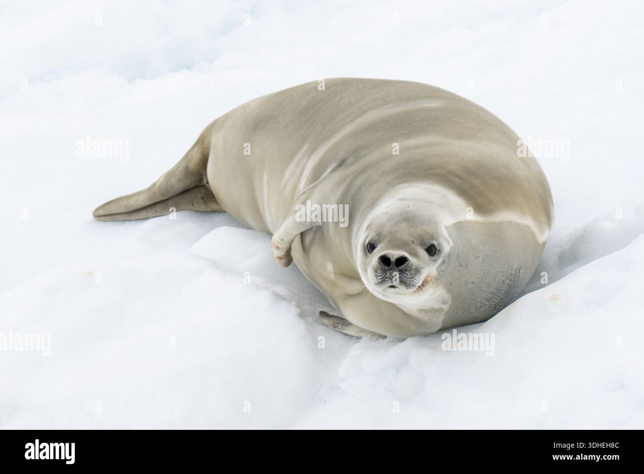Antartide, al largo dell'isola di Charcot nel ghiaccio. Sigillo sano, grasso, maturo del crabeater su ghiaccio. Foto Stock