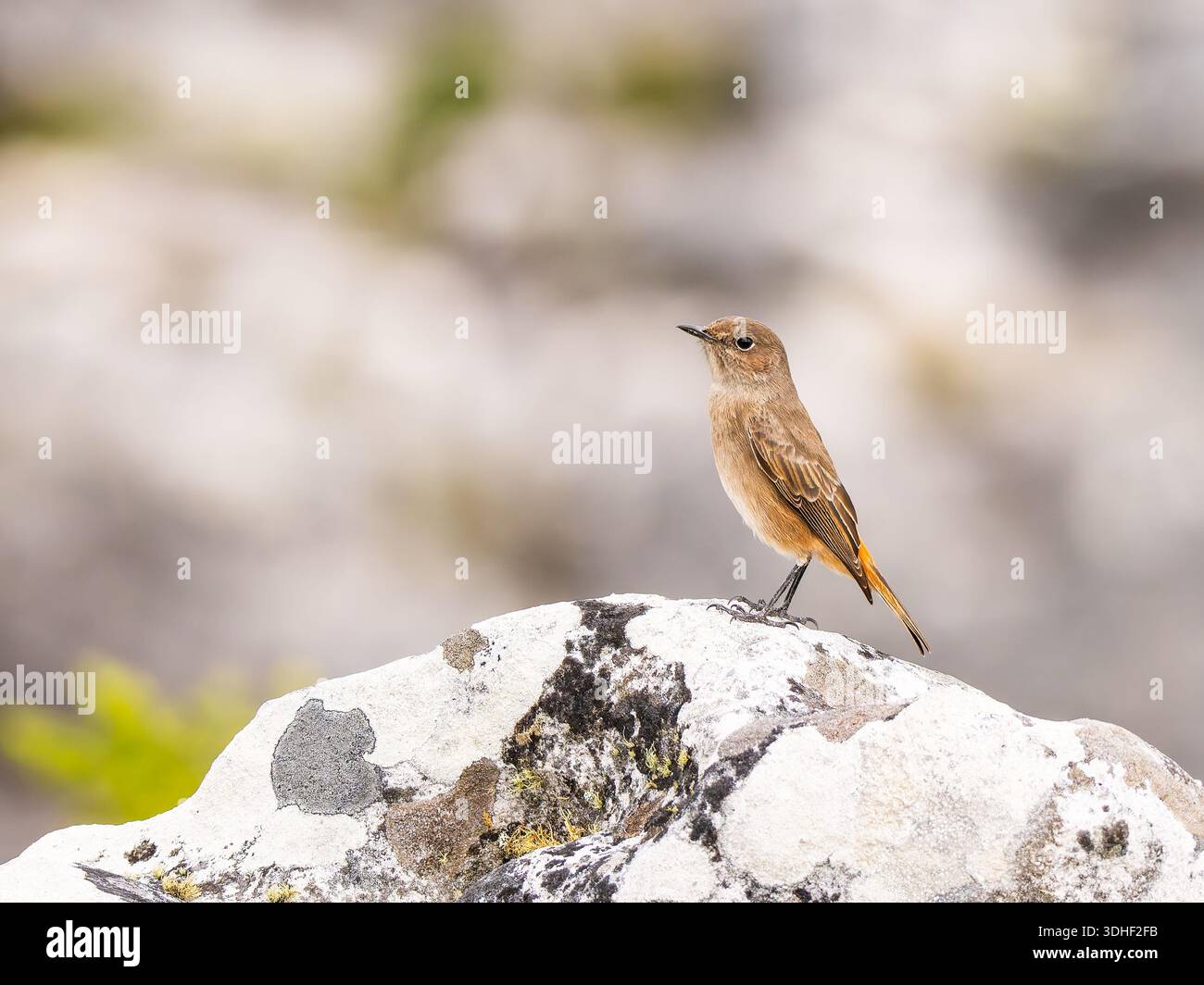 Una chiacchierata familiare, Oenanthe familiaris, arroccato su una roccia. Foto Stock